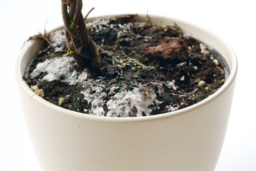 Moldy flowerpot