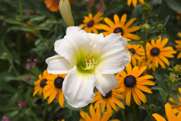 Fototapeta na wymiar Lilly Beautiful yellow flower