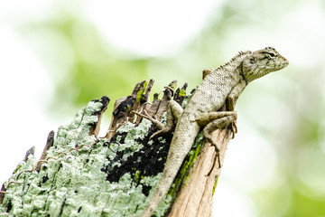 calotes emma alticristatus is spcies name of reptile