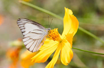 White butterfly with yellow cosmos.