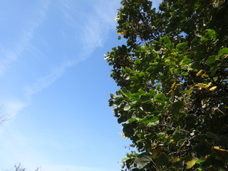 Green Tree Branches on Sky Background