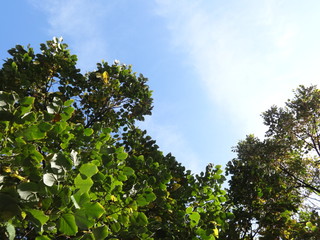 Green Tree Branches on Sky Background