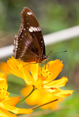 Obraz premium Common Indian Crow Butterflies (Euploea core).