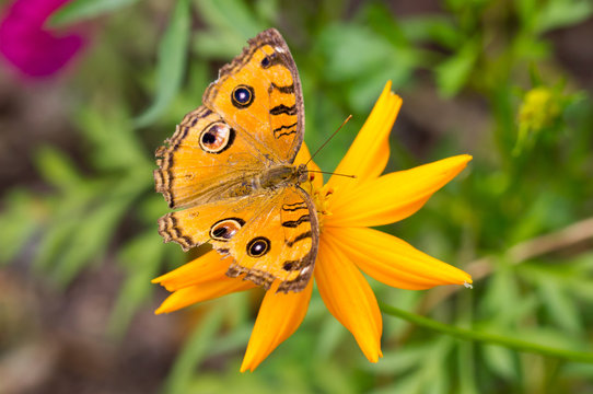 Peacock Pansy butterfly.