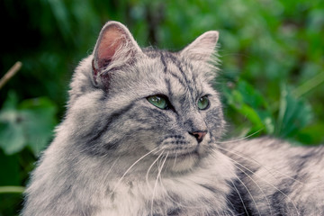 Le chat tigré sur un rocher
