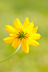 Obraz premium Yellow cosmos flower.