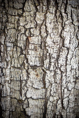 Crack bark as background.