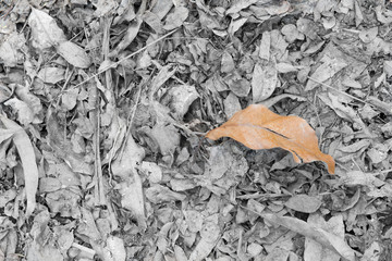 Dry teak leaves fallen on the ground.
