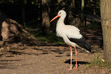 Storch im Wald 