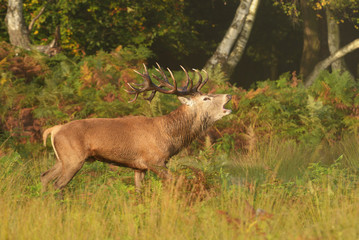 Red Deer, Deer, Cervus elaphus - Rut time.