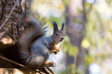 Naklejka na ściany i meble squirrel on the tree