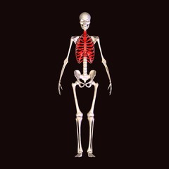 skeleton ribs pain
