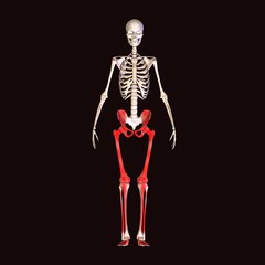 skeleton leg pain