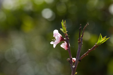 tree branch with pink flowers