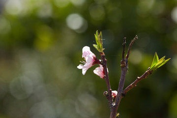 tree branch with pink flowers