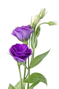Light Purple Flowers Isolated On White. Eustoma