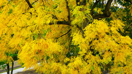 yellow leaves and tree in autum