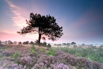 Naklejka premium heather flowering at misty sunrise