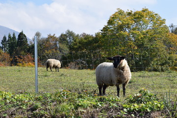 Obraz premium 羊の放牧／山形県鶴岡市羽黒町川代にある月山高原牧場で、羊の放牧風景を撮影した写真です。この牧場は、約100haの緑のジュウタンが広がり、雄大な高原の中で牛や羊を眺められます。羊を放牧すると足腰が丈夫になる、広々とした牧場で運動することにより健全な羊になる、管理の手間が省ける、エサ代の削減など良いこと尽くしです。高原からの眺めは最高で、ひそかな観光ポイントになっています。
