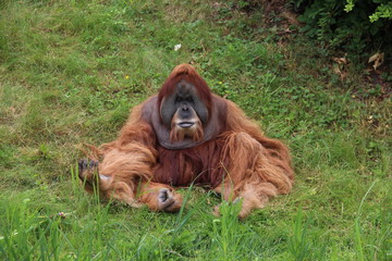 Oran-Utan im Zoo Leipzig © jadeprinz
