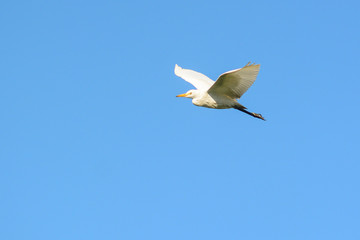 Fototapeta premium Airone guardabuoi (Bubulcus ibis) in volo