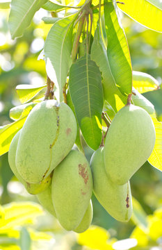 Raw mangoes.