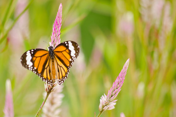 Obraz premium orange butterfly on flower