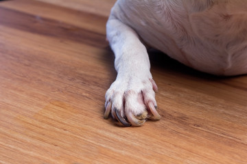 dog feet with nail problem