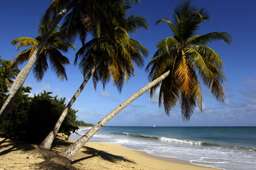 Martinique, Sainte Anne, beach of  les Salines