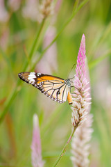 orange butterfly on flower