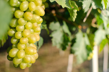 Morning Vineyard grapes fresh 
