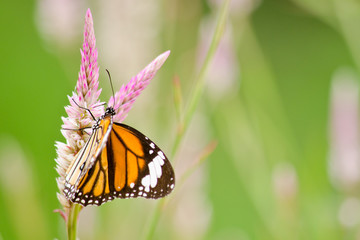 orange butterfly on flower