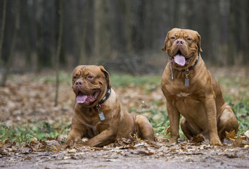 Two Bordeaux mastiff lie next to each other in autumn park. An excellent illustration.