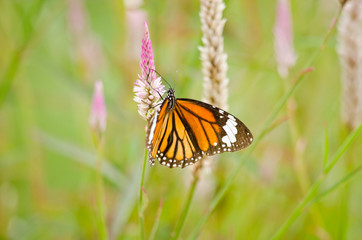 orange butterfly on flower