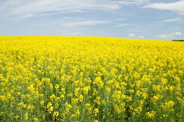 Fototapeta premium Rapsfeld