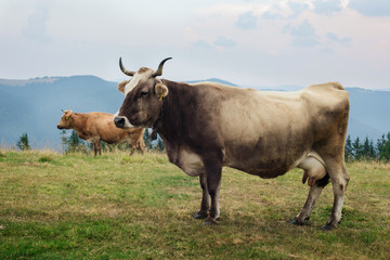 Fototapeta na wymiar Freely grazing healthy cows on an idyllic summer mountain pastur