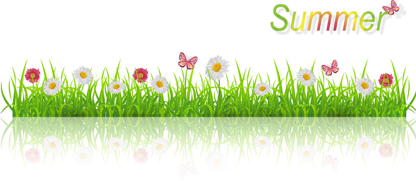Fototapeta Summer background. Green grass lawn with chamomiles and butterflies