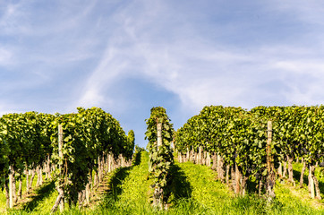 Obraz premium Weinberge am Bodensee im Herbst