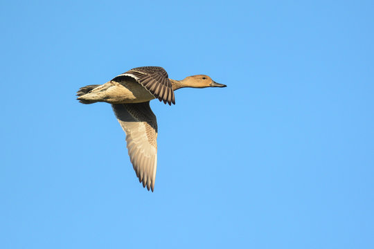 Codone (Anas acuta) femmina in volo