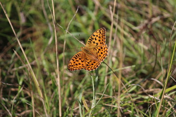 Großer Perlmutterfalter / Argynnis aglaja