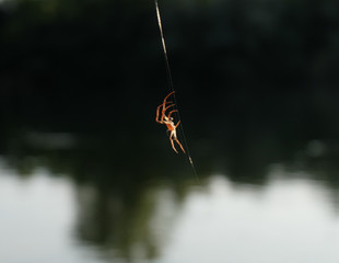 Spider hanging on the web © laboo