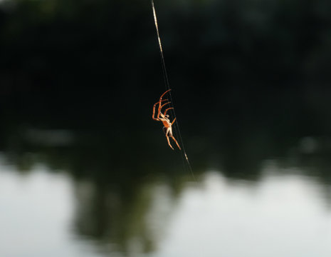 Spider hanging on the web