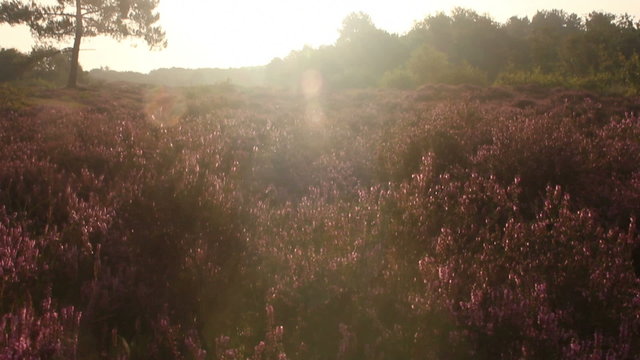 Blossoming Heather landscape in the early morning light.