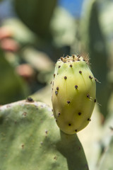 closeup of a cactus