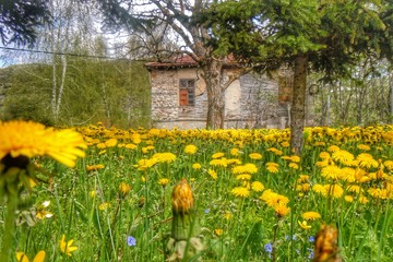 Flowes natarul garden in National park village in Macedonia