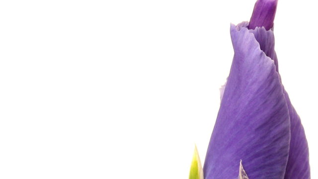 Time-lapse of Iris flowers blooming. 
