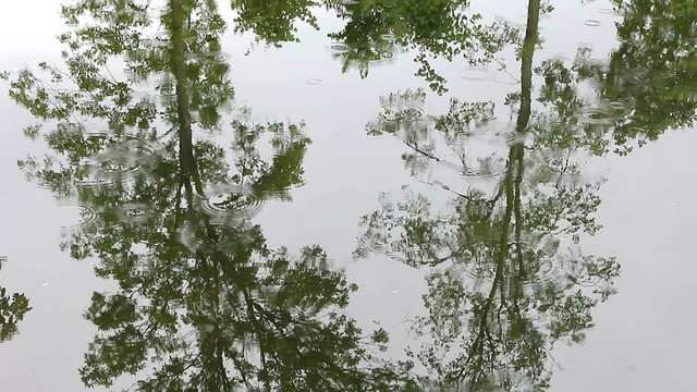 Rain drops, Rain dripping into the water, the reflection of trees in water, rainy weather, cloudy day, rainy season, meteorology.