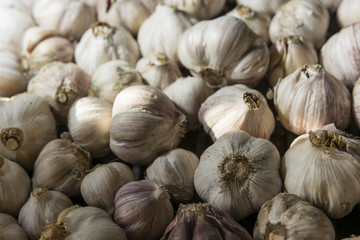 garlic drying the cobs