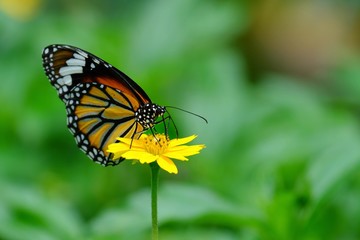 Obraz premium Close-up orange butterfly on yellowflower