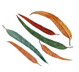 Eucalyptus leaves